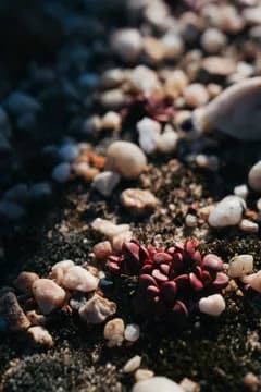 Small red-leaved plants growing between white quartz pebbles