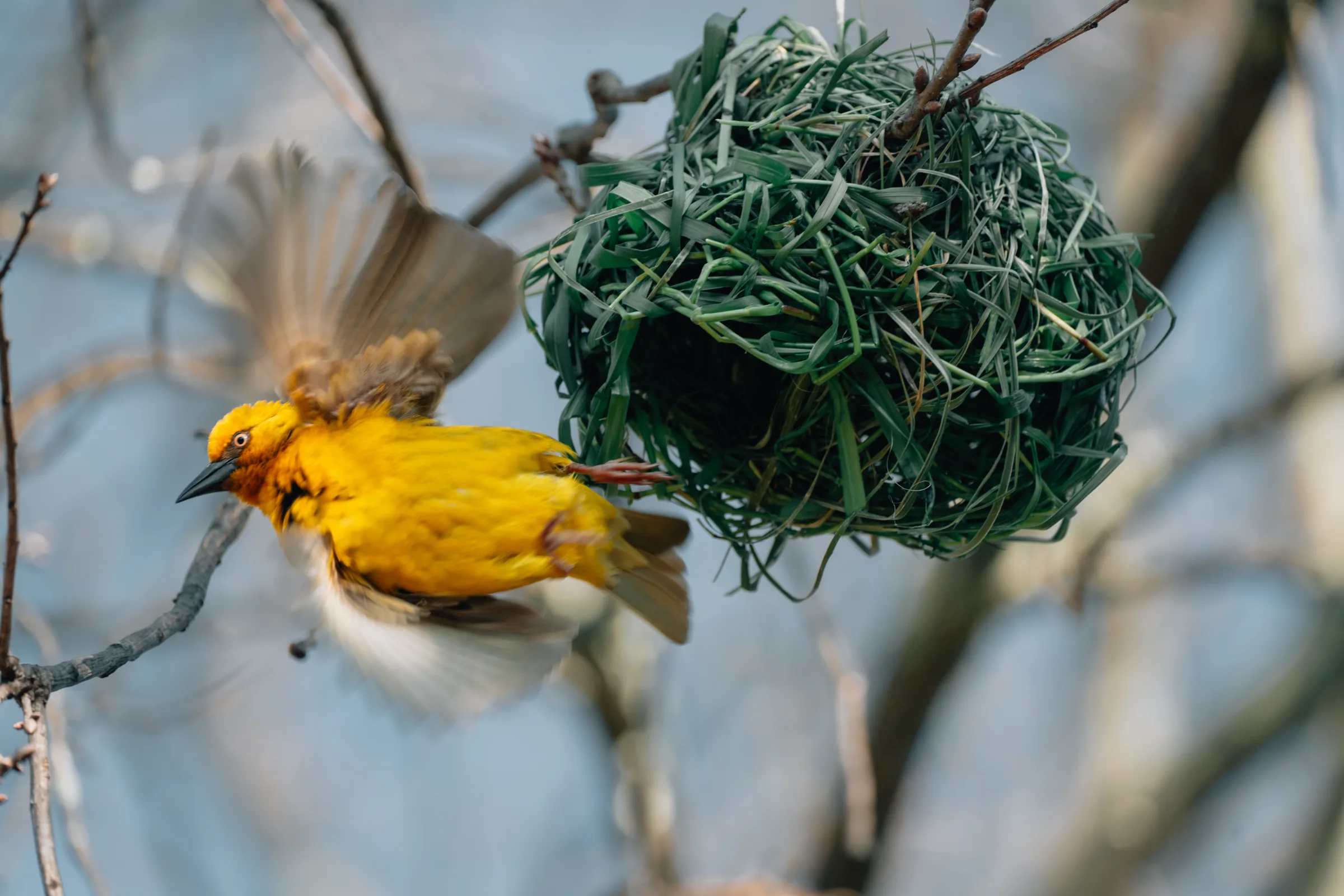 A yellow weaver in flight beside its woven green nest