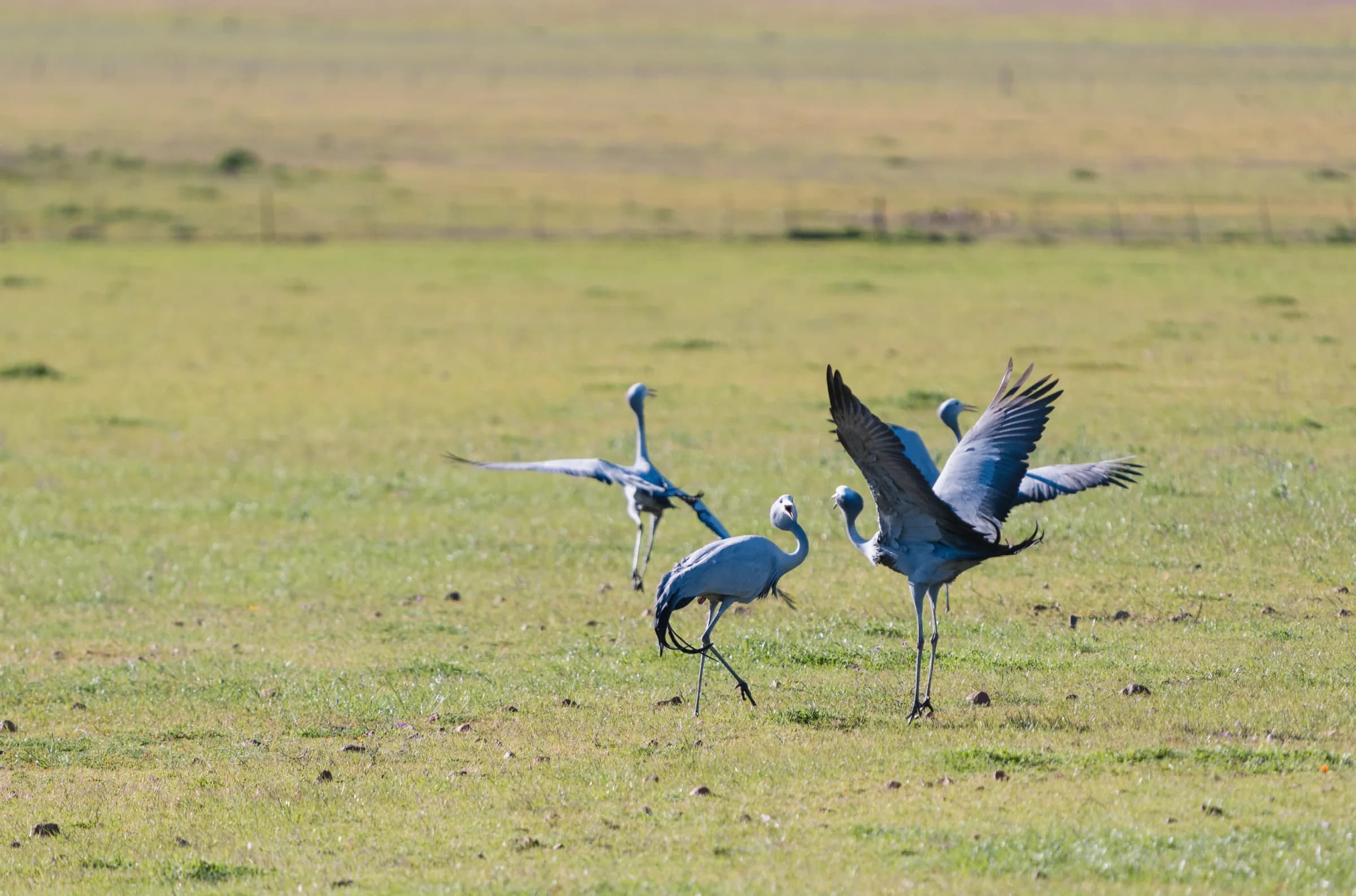 Three blue cranes in a green field, one with its wings raised in display