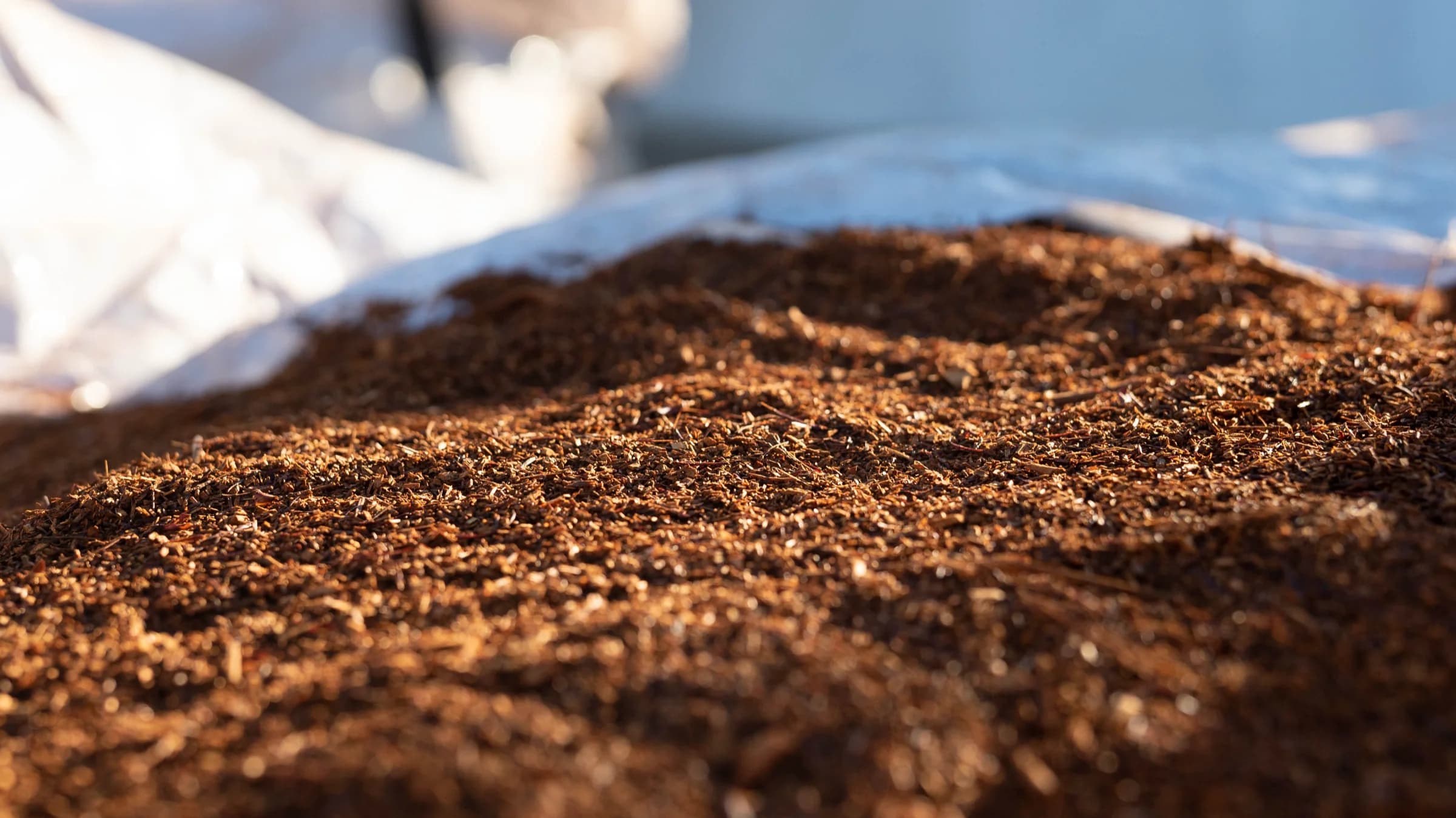 A close view of dried red-brown rooibos on a white sheet