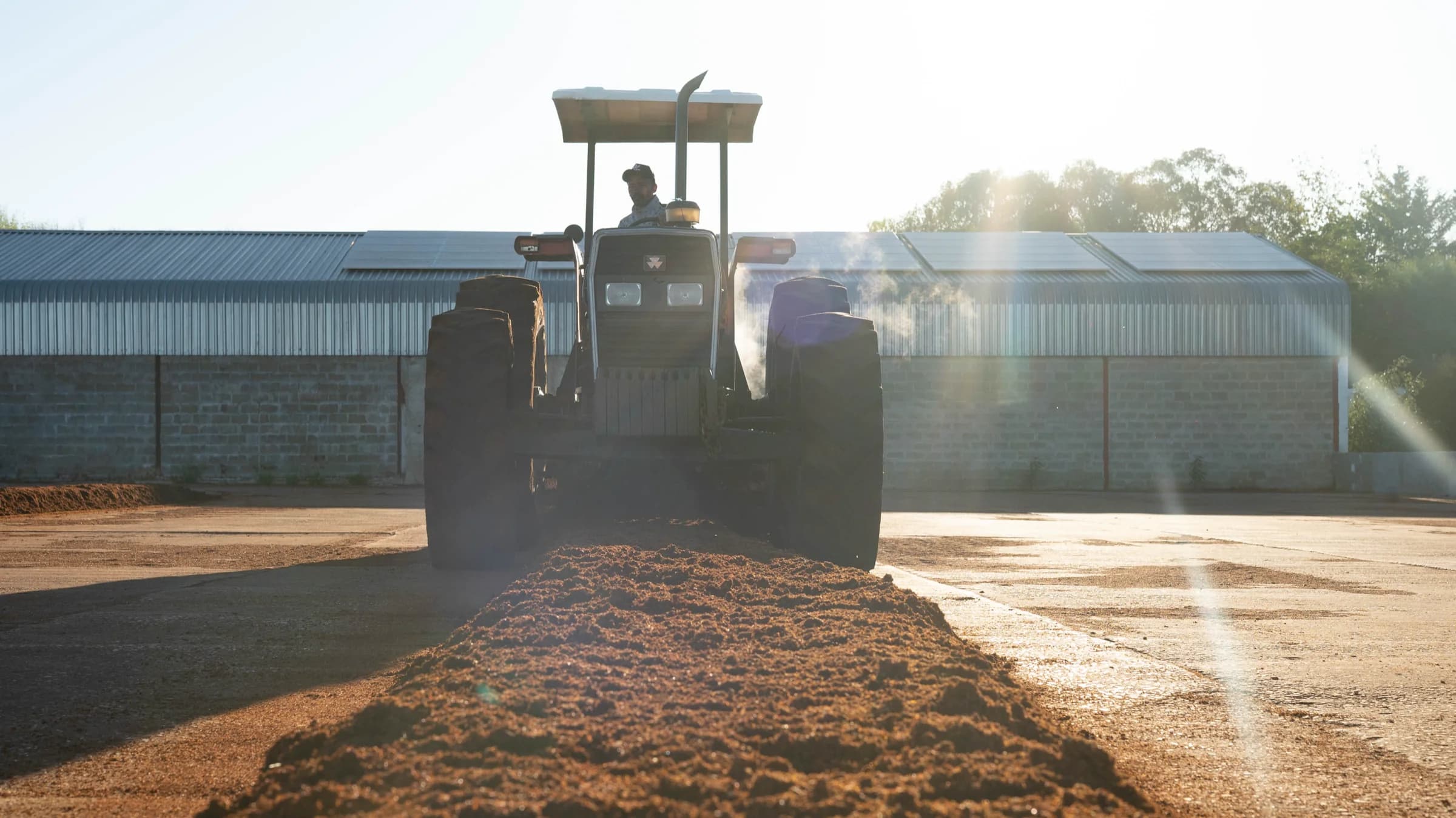 A tractor with a rotovator working a long low heap of red rooibos on the tea court